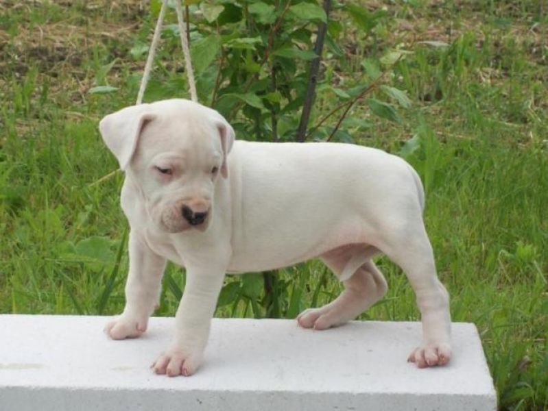  REGALO disponibile splendidi cuccioli di dogo argentino disponibile splendidi cuccioli di dogo arge