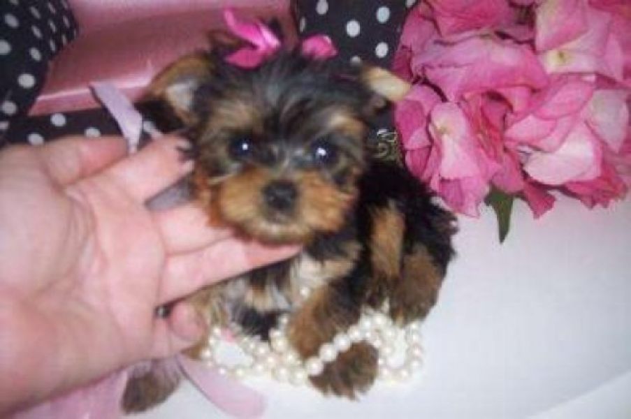 Calidad Yorkie cachorros peque�os