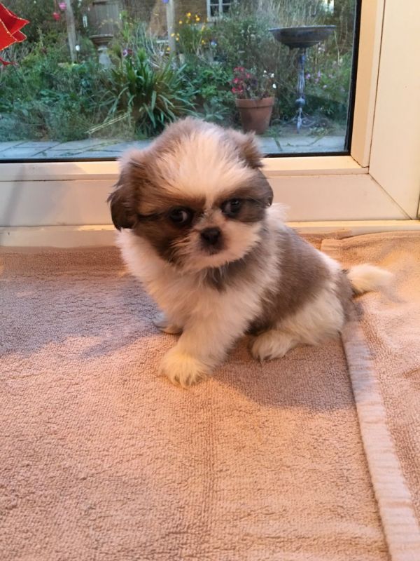 Cuccioli maschio / femmina Shih Tzu disponibili !!