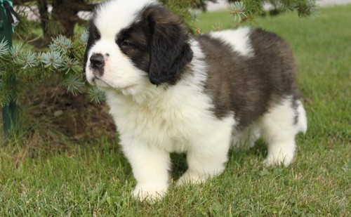 Regalo adorabili cuccioli san bernardo femminucce e maschietti disponibili