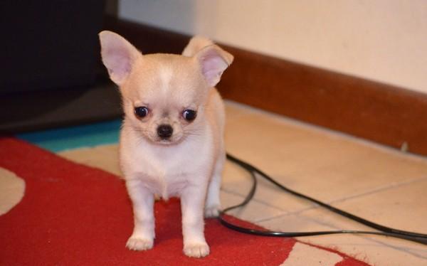 Disponibili cuccioli di Chihuahua