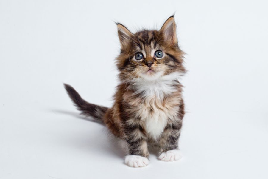 MAIN COON gattini 