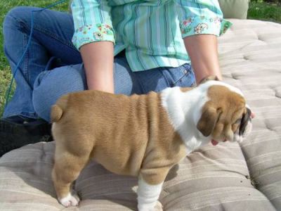 inglese toro cucciolo di cane in vendita.