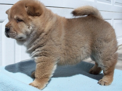 Adorabili cuccioli di chow chow femminucce e maschietti 