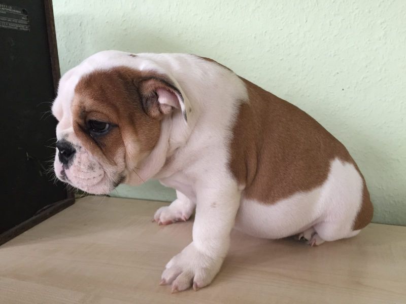 Molto bella e sani cuccioli di bulldog inglise  per adozione maschi e femmine disponibili (gratis)