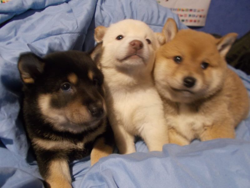 Molto bella e sani cuccioli di Shiba Inu  per adozione maschi e femmine disponibili (gratis) 