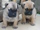 Cuccioli bellissima cucciolata di bullmastiff  cuccioli bellissima cucciolata di bullmastiff