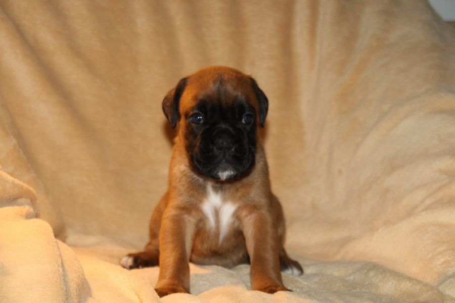 Bella e sani cuccioli di Boxer per adozione 