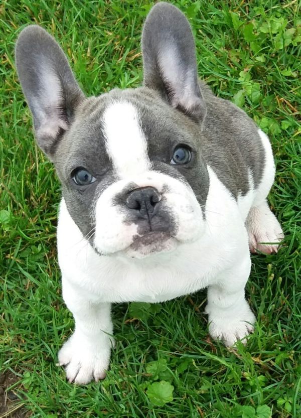Sani maschio e femmina cuccioli di bulldog francese per adozione 
