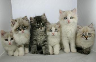 I gattini siberiani in vendita