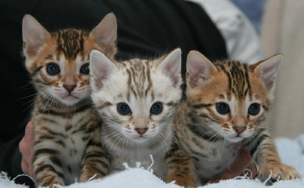  regalo Bengala gattini disponibili per l'adozione