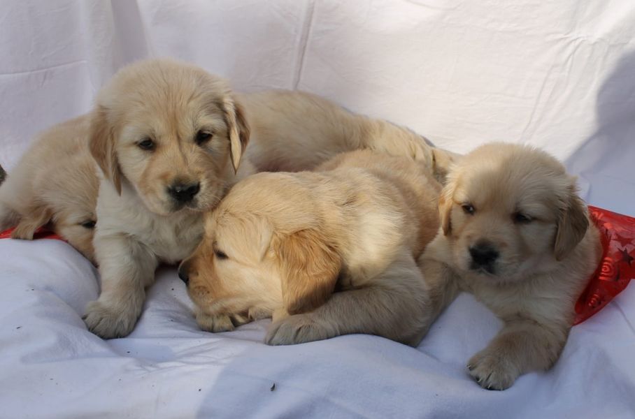 Voglio ri-casa il mio cucciolo di golden retriever di pura razza 