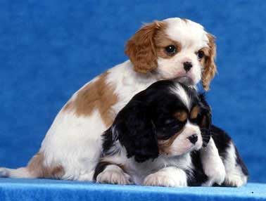 Adorali cuccioli di cavalier king femminucce e maschietti disponibili per l'adozione