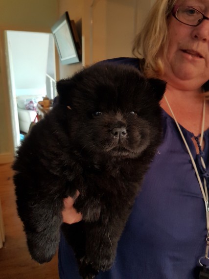  adorabili cuccioli di chow chow in regalo