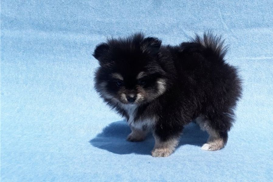  Regalo Cuccioli di volpino di pomerania Pomerania maschi e femmine, vaccinati sverminati e con micr
