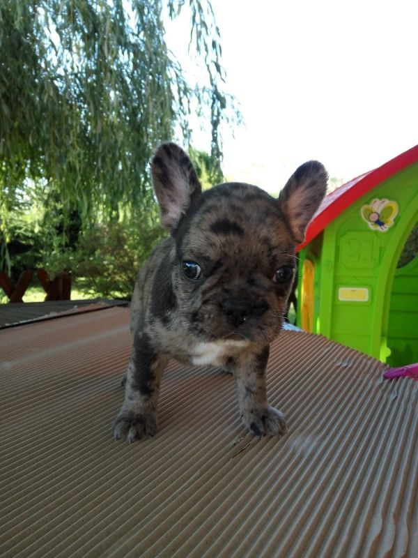  molto bella e sani cuccioli di bulldog francese per adozione  