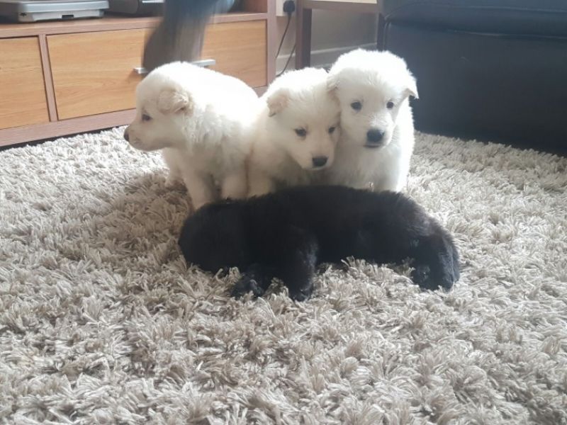 Regalo cuccioli pastore tedesco