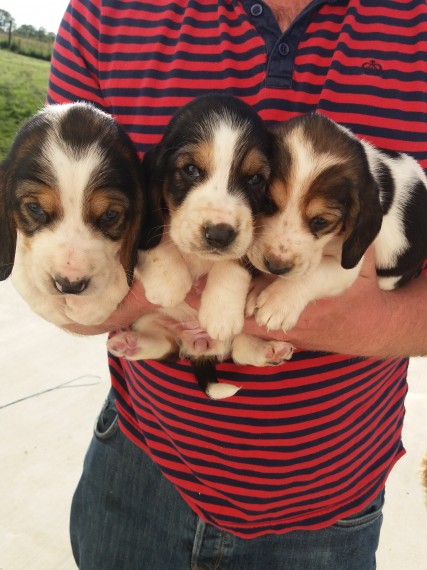 Bello Basset Hound , Maschio e femmina
