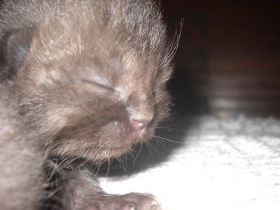 British shorthair disponibili gattini sani robusti serieta' 