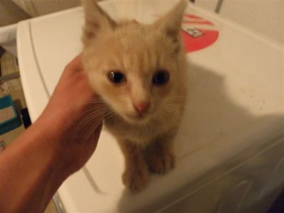 Galileo gattino rosso a Lonate Pozzolo