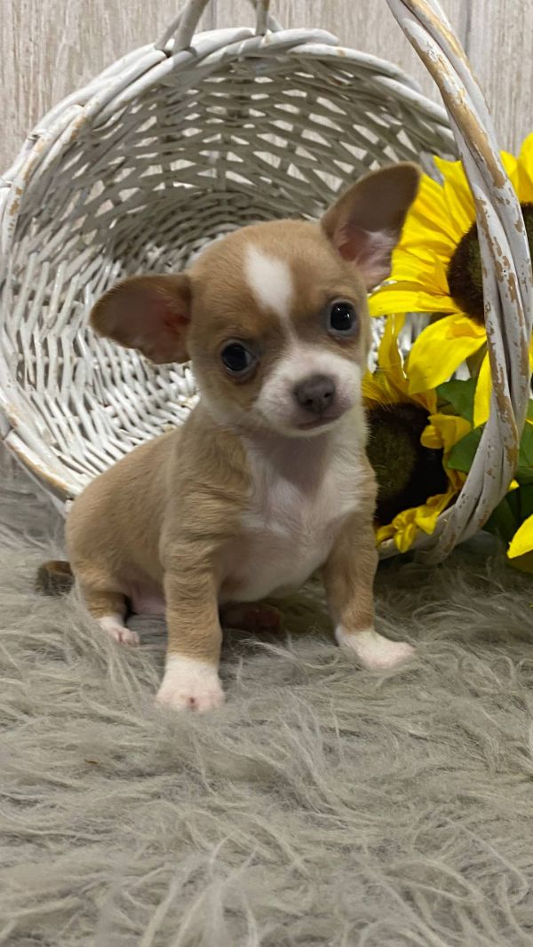 Chihuahua cuccioli introvabili cuccioli di Chihuahua intelligenti E-MAIL (marieiris783@gmail.com)