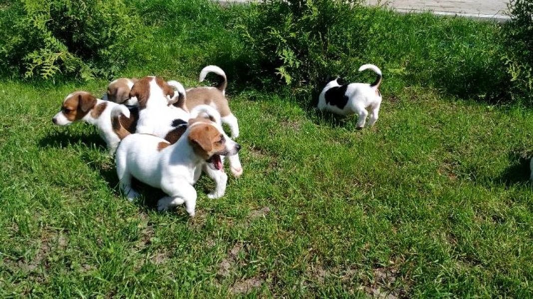 Molto bella e sani  cuccioli di jack russel   per adozione (gratis)