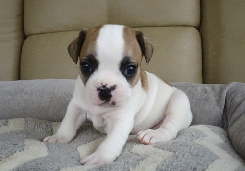  regalo cuccioli di Bulldog Francese disponibili per l'adozione