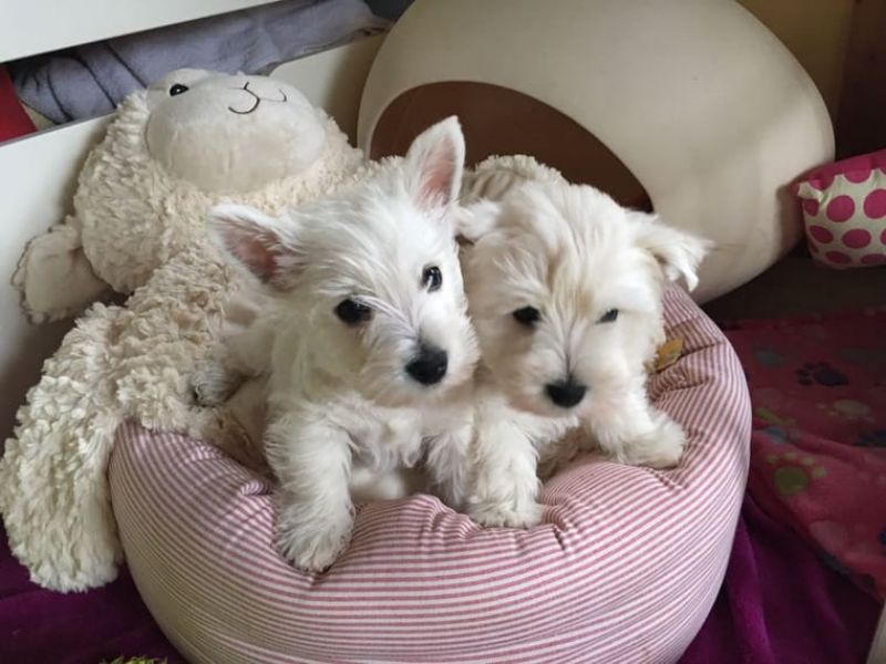  Molto bella e sani cuccioli di West highland per adozione maschi e femmine disponibili (gratis) 