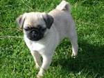 Adorabile cuccioli Pug per l'adozione.