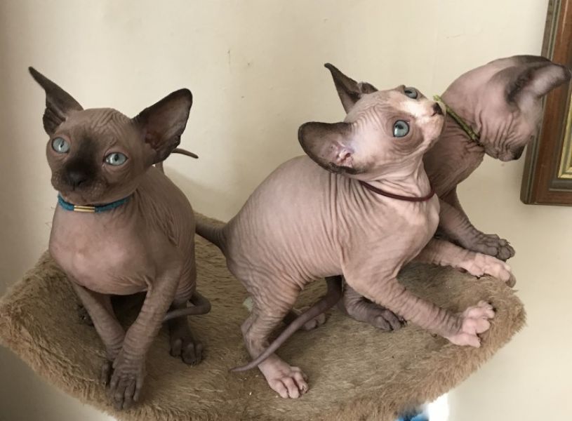 Regalo adorabili gattini Sphynx