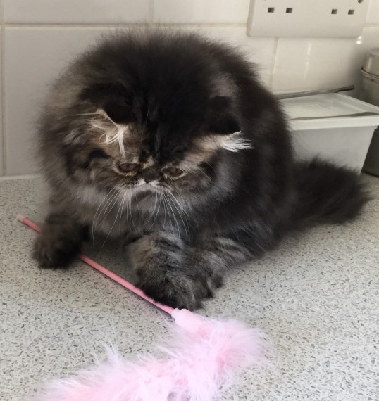  Belle gattini persiano