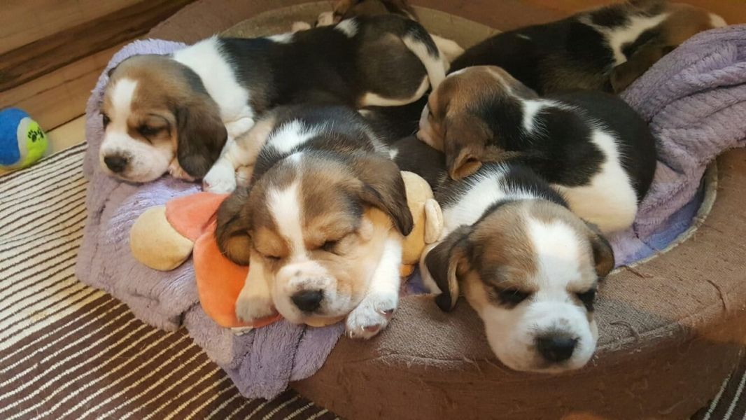 Cuccioli di beagle  ( per regalo )
