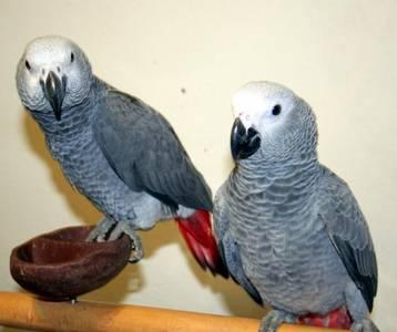 Regalo Congo africano grigio pappagalli giovani (130 Euros)