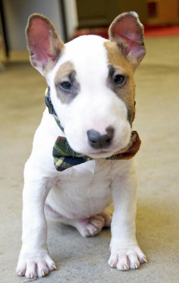 Adorabili cuccioli di bull terrier femminucce e maschietti disponibili per l'adozione