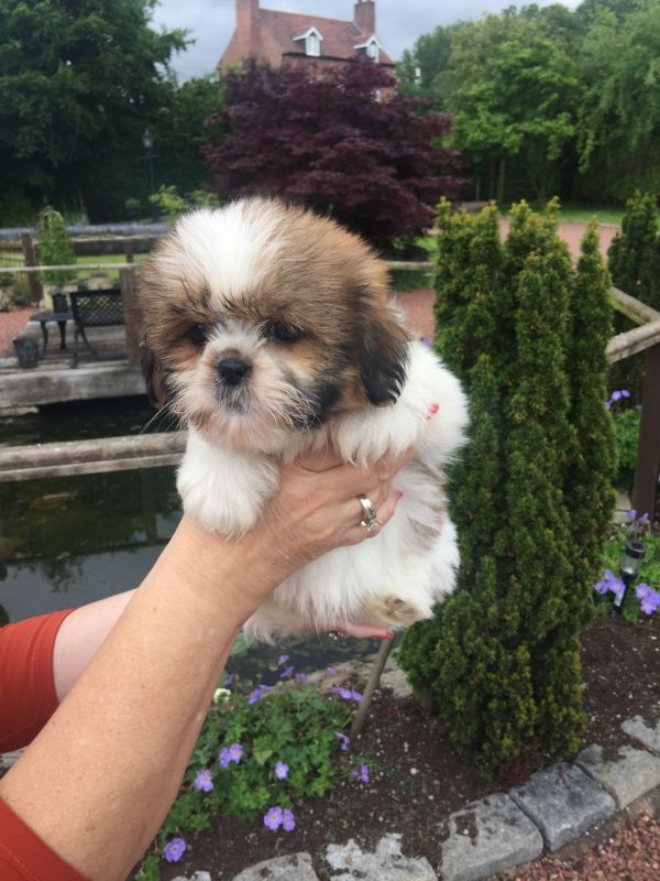 Regalo Cuccioli di Shih Tzu  in pronta consegna i cuccioli verranno Dato dopo 90 giorni dalla nascit