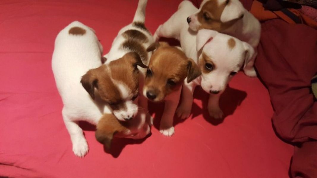 Molto bella e sani  cuccioli di jack russel   per adozione maschi e femmine disponibili (gratis) 