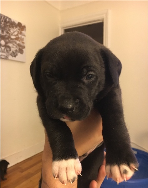 Regalo Cuccioli pitbull Disponibili bellissimi cuccioli di pitbull, genitori visibili, i cuccioli so
