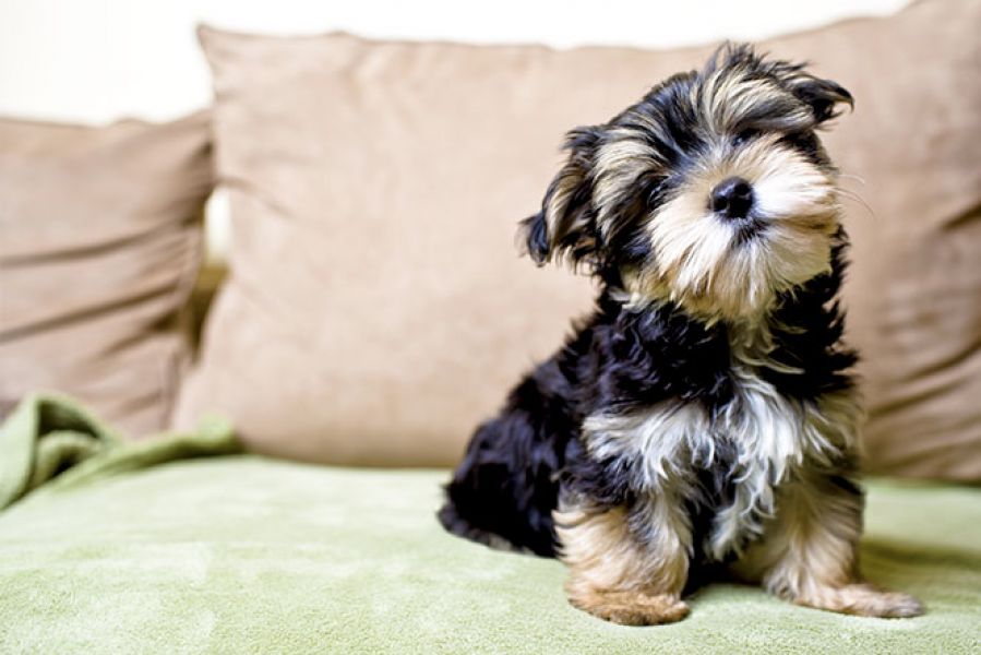 Cuccioli Yorkschire Terrier