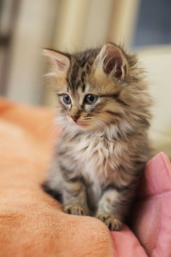 REGALO gattini Maine Coon   ora abbiamo i seguenti gatti Maine Coon  disponibili  per ulteriori info