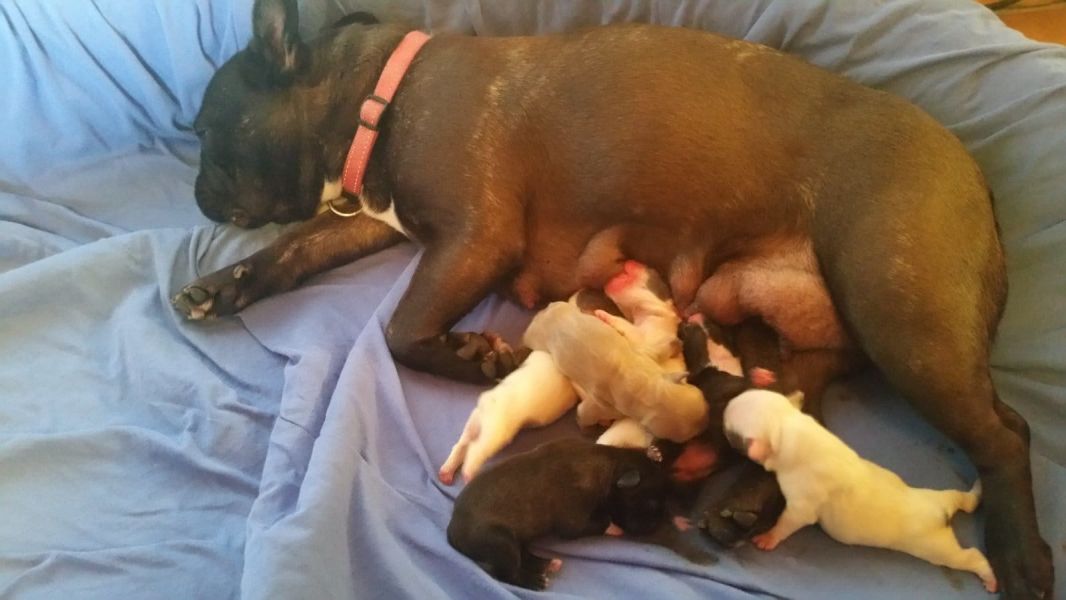  regalo cuccioli di Bulldog Francese disponibili per l'adozione