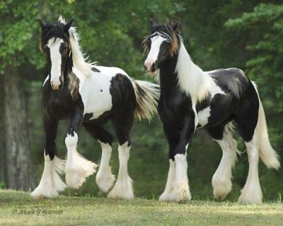 Preziosi Vanner cavalli zingara per l'adozione