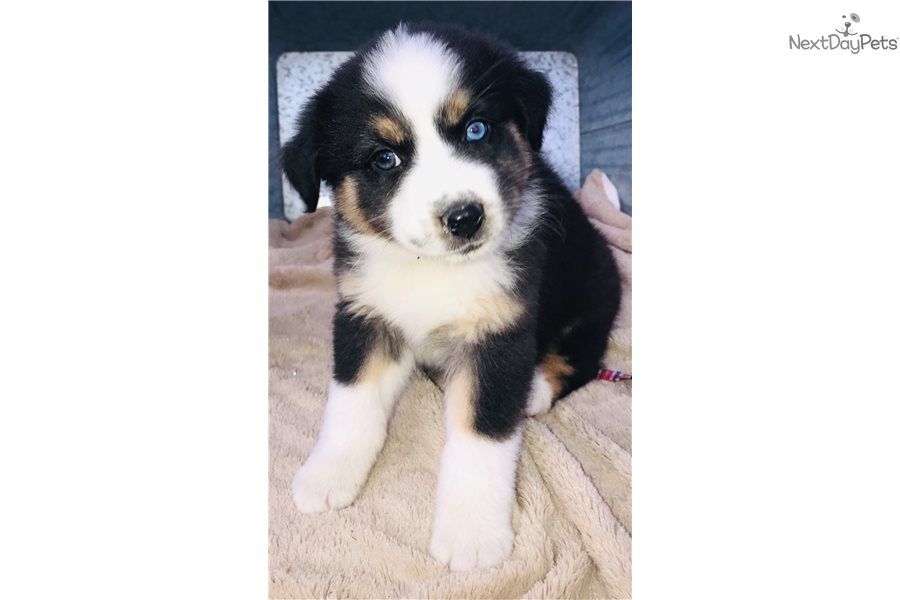 ✔ ✔ Notevole ☮ Ckc ☮ Pastore australiano ☮ Cuccioli ☮ Disponibile ✔ ✔