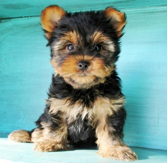 Regalo Yorkie cuccioli giocherelloni disponibili