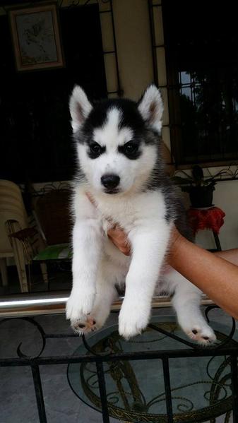 REGALO siberian husky 