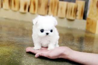 Dolce cuccioli di  maltese toy  in cerca di una nuova casa.