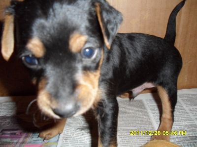 cuccioli di pincher nani di piccola taglia