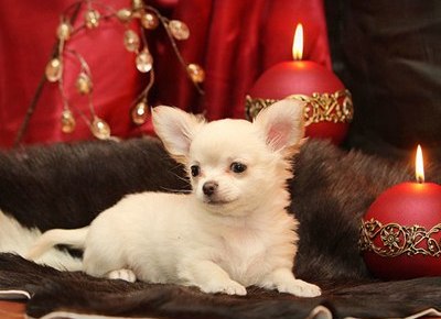 Chihuahua