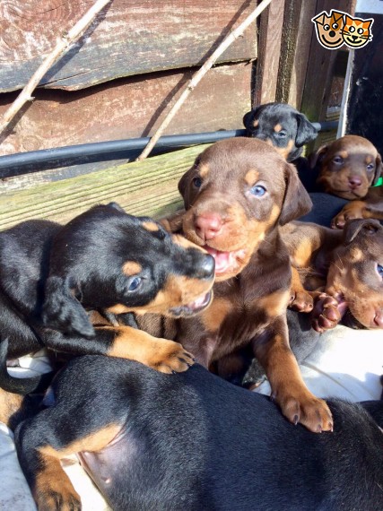  Regalo adorabili cuccioli Dobermann
