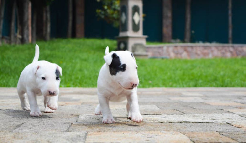 Cuccioli di Bull Terrier in adozione