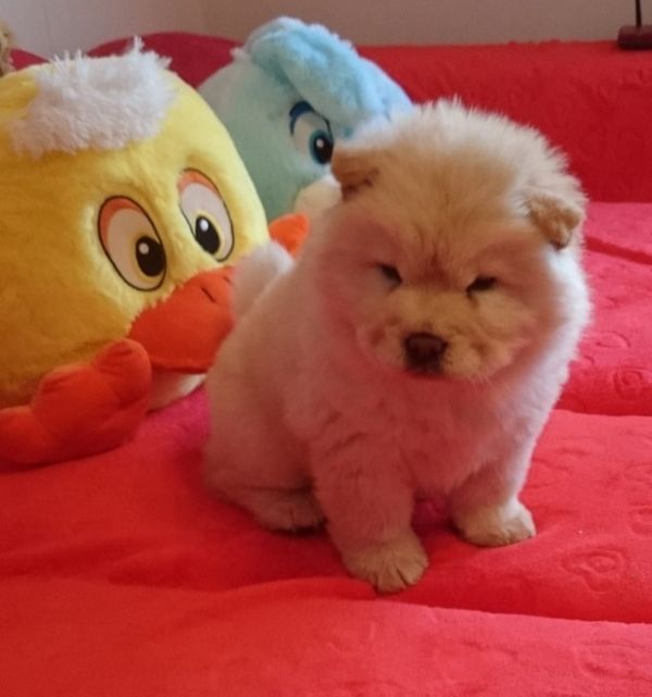   cuccioli di CHOW  CHOW  ( per regalo )